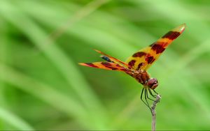 Preview wallpaper dragonfly, grass, leaves, plant