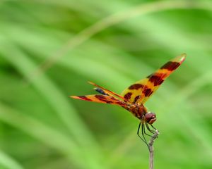 Preview wallpaper dragonfly, grass, leaves, plant