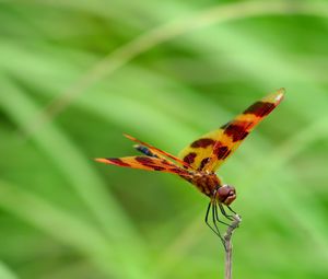 Preview wallpaper dragonfly, grass, leaves, plant