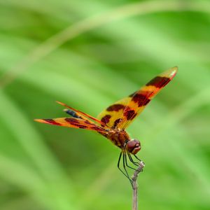 Preview wallpaper dragonfly, grass, leaves, plant