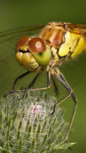 Preview wallpaper dragonfly, grass, plant, wings