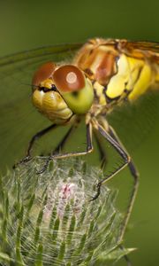 Preview wallpaper dragonfly, grass, plant, wings