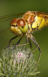Preview wallpaper dragonfly, grass, plant, wings