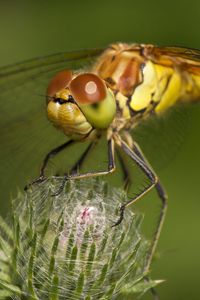 Preview wallpaper dragonfly, grass, plant, wings