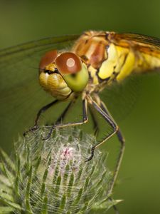 Preview wallpaper dragonfly, grass, plant, wings