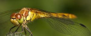 Preview wallpaper dragonfly, grass, plant, wings