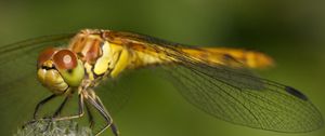 Preview wallpaper dragonfly, grass, plant, wings
