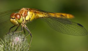 Preview wallpaper dragonfly, grass, plant, wings