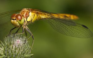 Preview wallpaper dragonfly, grass, plant, wings