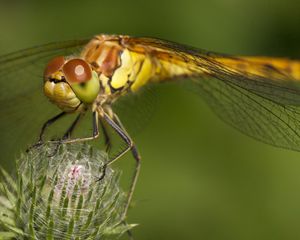 Preview wallpaper dragonfly, grass, plant, wings