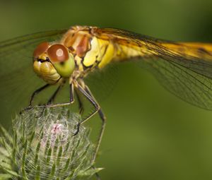 Preview wallpaper dragonfly, grass, plant, wings