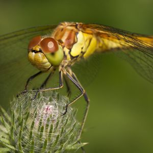 Preview wallpaper dragonfly, grass, plant, wings