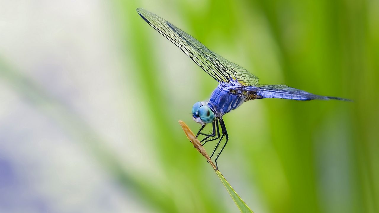 Wallpaper dragonfly, grass, plant