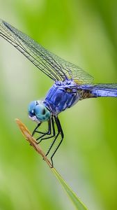 Preview wallpaper dragonfly, grass, plant