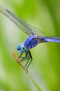 Preview wallpaper dragonfly, grass, plant