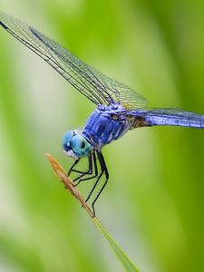 Preview wallpaper dragonfly, grass, plant