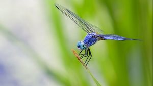 Preview wallpaper dragonfly, grass, plant