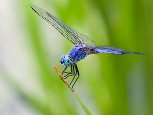 Preview wallpaper dragonfly, grass, plant