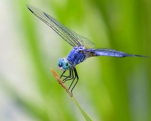 Preview wallpaper dragonfly, grass, plant