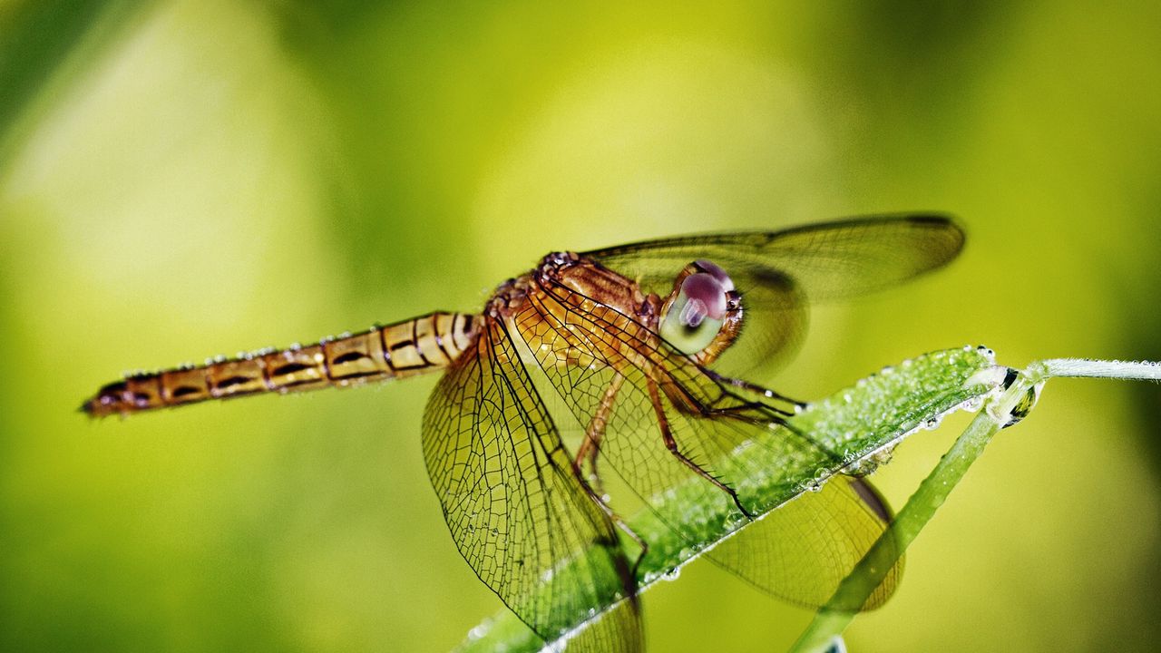 Wallpaper dragonfly, grass, plants, wings, insect