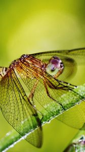 Preview wallpaper dragonfly, grass, plants, wings, insect