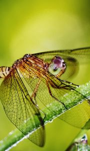 Preview wallpaper dragonfly, grass, plants, wings, insect