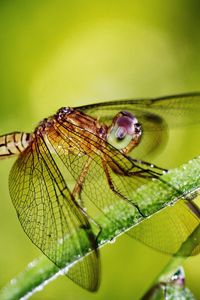 Preview wallpaper dragonfly, grass, plants, wings, insect