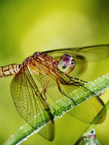 Preview wallpaper dragonfly, grass, plants, wings, insect