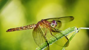 Preview wallpaper dragonfly, grass, plants, wings, insect