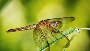 Preview wallpaper dragonfly, grass, plants, wings, insect