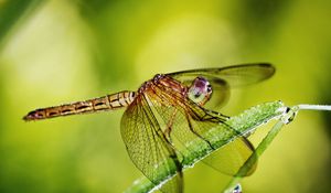 Preview wallpaper dragonfly, grass, plants, wings, insect