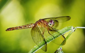 Preview wallpaper dragonfly, grass, plants, wings, insect