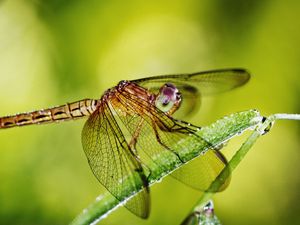 Preview wallpaper dragonfly, grass, plants, wings, insect