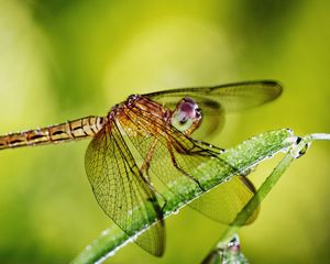 Preview wallpaper dragonfly, grass, plants, wings, insect