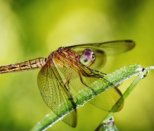 Preview wallpaper dragonfly, grass, plants, wings, insect