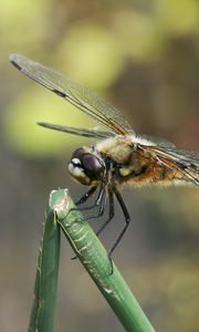 Preview wallpaper dragonfly, insect, branch