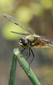 Preview wallpaper dragonfly, insect, branch