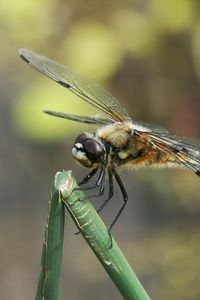 Preview wallpaper dragonfly, insect, branch