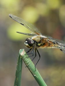 Preview wallpaper dragonfly, insect, branch