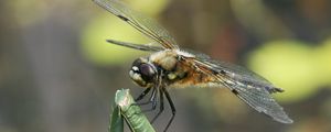 Preview wallpaper dragonfly, insect, branch