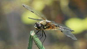 Preview wallpaper dragonfly, insect, branch