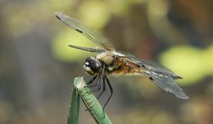 Preview wallpaper dragonfly, insect, branch