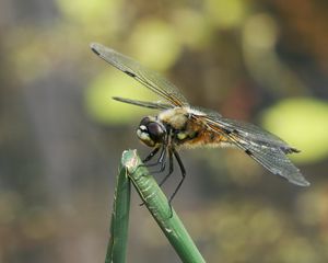 Preview wallpaper dragonfly, insect, branch