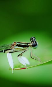 Preview wallpaper dragonfly, insect, branch, sit, background, blur