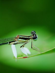 Preview wallpaper dragonfly, insect, branch, sit, background, blur