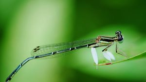 Preview wallpaper dragonfly, insect, branch, sit, background, blur