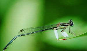 Preview wallpaper dragonfly, insect, branch, sit, background, blur