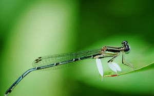 Preview wallpaper dragonfly, insect, branch, sit, background, blur