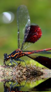 Preview wallpaper dragonfly, insect, close-up