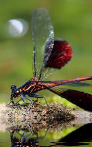 Preview wallpaper dragonfly, insect, close-up